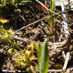 Tetrigidae (family) at Tuggeranong DC, ACT - 26 Sep 2021