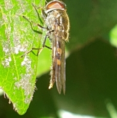 Syrphini sp. (tribe) (Unidentified syrphine hover fly) at Turner, ACT - 26 Sep 2021 by LD12