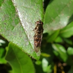 Syrphini sp. (tribe) at Turner, ACT - 26 Sep 2021