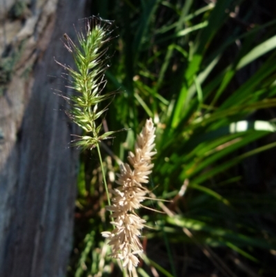 Echinopogon sp. (Hedgehog Grass) at Boro - 23 Sep 2021 by Paul4K