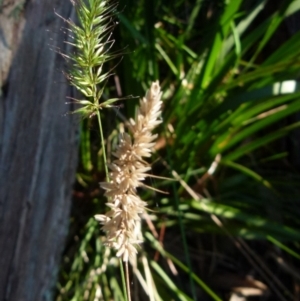 Echinopogon sp. at suppressed - 24 Sep 2021