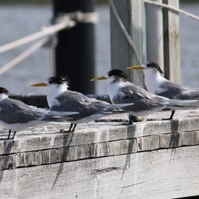 Thalasseus bergii (Crested Tern) at Nyerimilang, VIC - 13 Sep 2019 by KylieWaldon