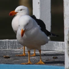 Larus pacificus (Pacific Gull) at Nyerimilang, VIC - 13 Sep 2019 by KylieWaldon