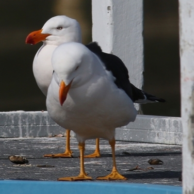 Larus pacificus (Pacific Gull) at Nyerimilang, VIC - 13 Sep 2019 by KylieWaldon