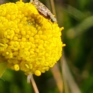 Craspedia variabilis at O'Malley, ACT - suppressed