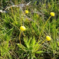 Craspedia variabilis at O'Malley, ACT - suppressed