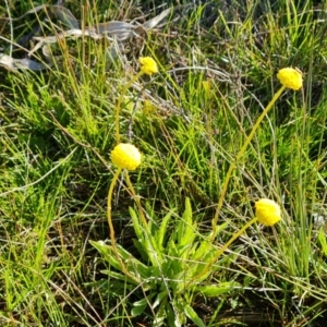 Craspedia variabilis at O'Malley, ACT - suppressed