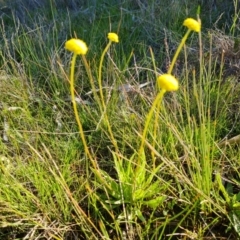 Craspedia variabilis at O'Malley, ACT - suppressed