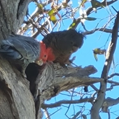 Callocephalon fimbriatum (Gang-gang Cockatoo) at Mount Mugga Mugga - 26 Sep 2021 by Mike