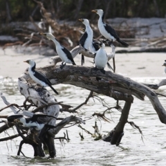 Microcarbo melanoleucos (Little Pied Cormorant) at Nyerimilang, VIC - 13 Sep 2019 by KylieWaldon