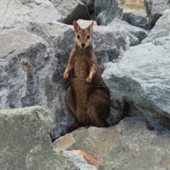 Petrogale assimilis (Allied Rock Wallaby) at Kelso, QLD - 8 Feb 2020 by TerryS