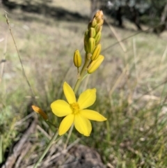 Bulbine bulbosa (Golden Lily) at Mount Taylor - 24 Sep 2021 by BronClarke