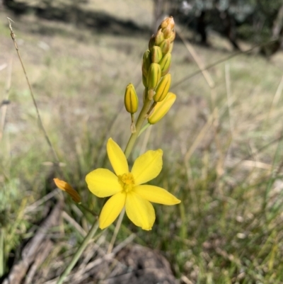 Bulbine bulbosa (Golden Lily) at Mount Taylor - 24 Sep 2021 by BronClarke