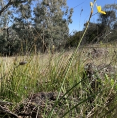 Bulbine bulbosa at Pearce, ACT - 25 Sep 2021 09:25 AM