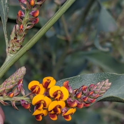 Daviesia latifolia (Hop Bitter-Pea) at Baranduda, VIC - 24 Sep 2021 by Darcy