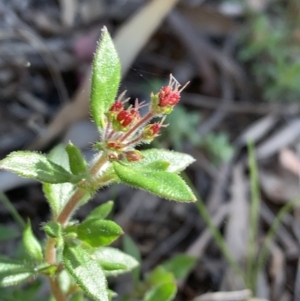 Pomax umbellata at Downer, ACT - 26 Sep 2021