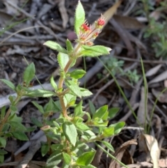 Pomax umbellata at Downer, ACT - 26 Sep 2021