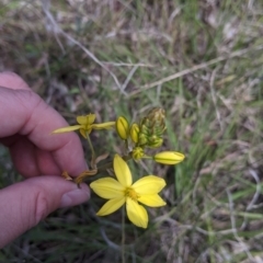 Bulbine bulbosa (Golden Lily) at Baranduda, VIC - 24 Sep 2021 by Darcy