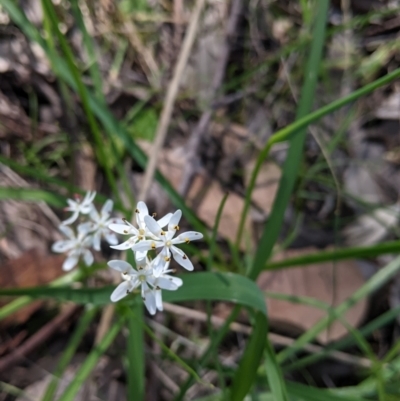 Wurmbea dioica subsp. dioica (Early Nancy) at Baranduda, VIC - 24 Sep 2021 by Darcy