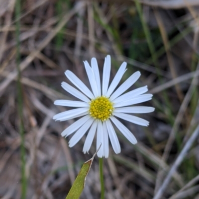 Brachyscome willisii (Narrow-wing Daisy) at Baranduda, VIC - 24 Sep 2021 by Darcy