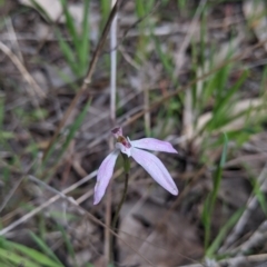 Caladenia carnea (Pink Fingers) at Baranduda, VIC - 24 Sep 2021 by Darcy