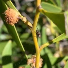 Trigonospila sp. (genus) at Murrumbateman, NSW - 25 Sep 2021