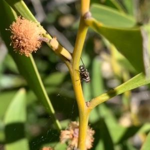 Trigonospila sp. (genus) at Murrumbateman, NSW - 25 Sep 2021