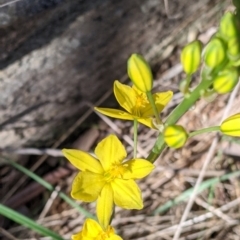 Bulbine bulbosa (Golden Lily, Bulbine Lily) at West Wodonga, VIC - 24 Sep 2021 by Darcy