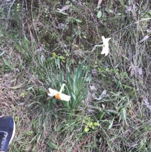 Narcissus tazetta at Red Hill, ACT - 21 Sep 2021 10:37 AM