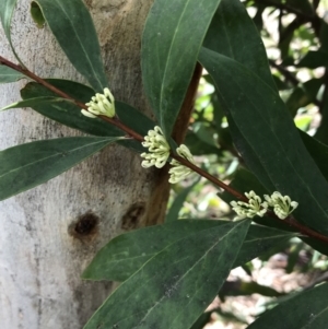 Hakea salicifolia at Red Hill, ACT - 21 Sep 2021