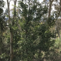 Hakea salicifolia at Red Hill, ACT - 21 Sep 2021