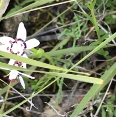 Wurmbea dioica subsp. dioica (Early Nancy) at Garran, ACT - 20 Sep 2021 by Tapirlord