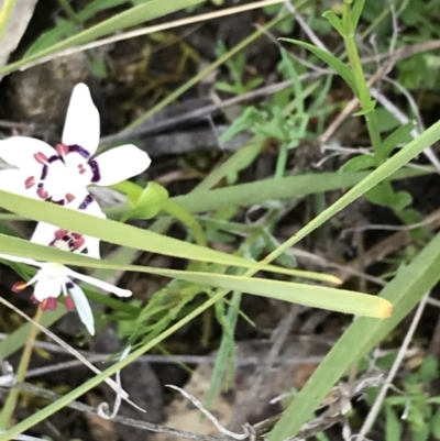 Wurmbea dioica subsp. dioica (Early Nancy) at Garran, ACT - 21 Sep 2021 by Tapirlord