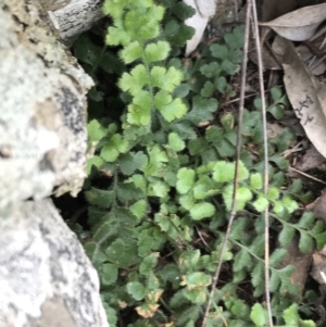 Pleurosorus rutifolius at Garran, ACT - 21 Sep 2021