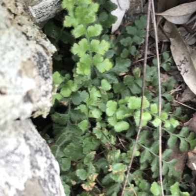 Asplenium subglandulosum (Blanket Fern) at Garran, ACT - 21 Sep 2021 by Tapirlord