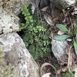 Pleurosorus rutifolius at Garran, ACT - 21 Sep 2021