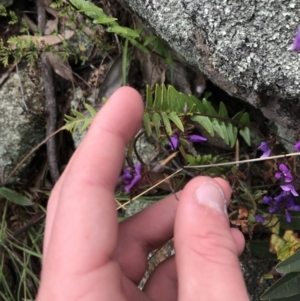 Pellaea calidirupium at Garran, ACT - 21 Sep 2021