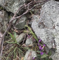 Pellaea calidirupium at Garran, ACT - 21 Sep 2021