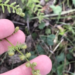 Pteridium esculentum at Red Hill Nature Reserve - 21 Sep 2021