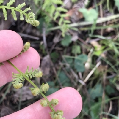 Pteridium esculentum (Bracken) at Garran, ACT - 20 Sep 2021 by Tapirlord