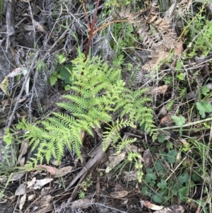 Pteridium esculentum at Red Hill Nature Reserve - 21 Sep 2021