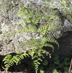 Pteridium esculentum at Red Hill Nature Reserve - 21 Sep 2021