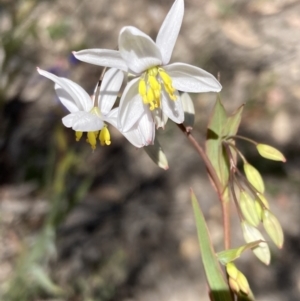 Stypandra glauca at Tuggeranong DC, ACT - 22 Sep 2021