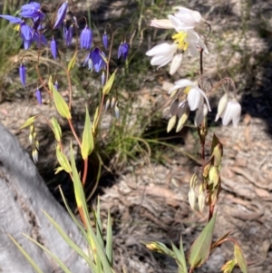 Stypandra glauca at Tuggeranong DC, ACT - 22 Sep 2021