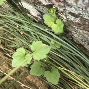 Scutellaria humilis at Garran, ACT - 21 Sep 2021