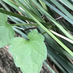 Scutellaria humilis at Garran, ACT - 21 Sep 2021 09:25 AM