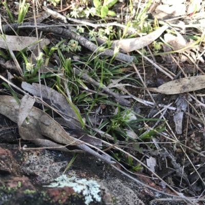 Carex breviculmis (Short-Stem Sedge) at Garran, ACT - 21 Sep 2021 by Tapirlord
