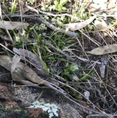 Carex breviculmis at Red Hill Nature Reserve - 21 Sep 2021 08:56 AM