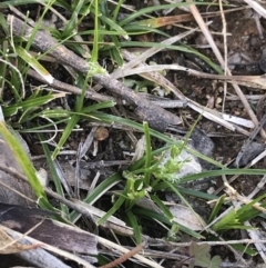 Carex breviculmis at Red Hill Nature Reserve - 21 Sep 2021 08:56 AM