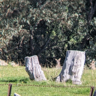 Macropus giganteus (Eastern Grey Kangaroo) at West Wodonga, VIC - 24 Sep 2021 by Darcy